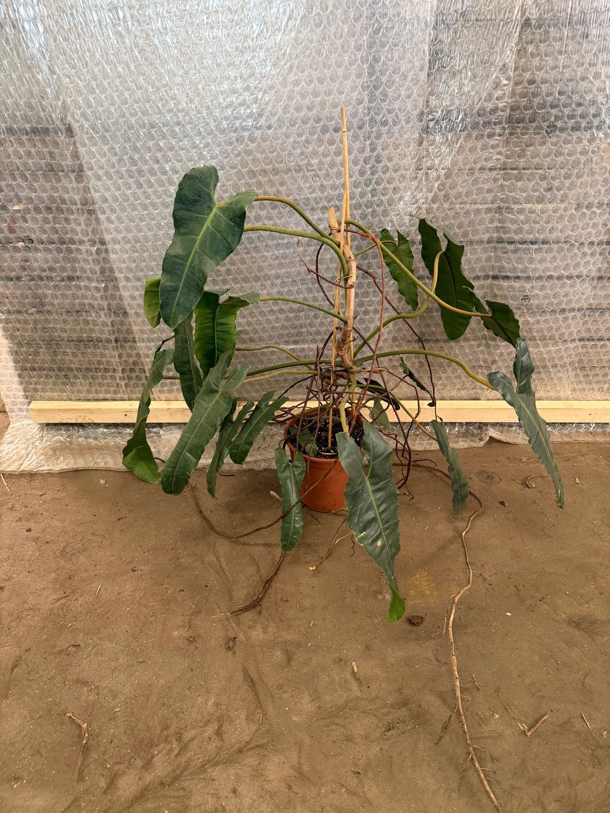 Grote Philodendron Billietiae, Vaste plant, Bloeit niet, Halfschaduw, Ophalen