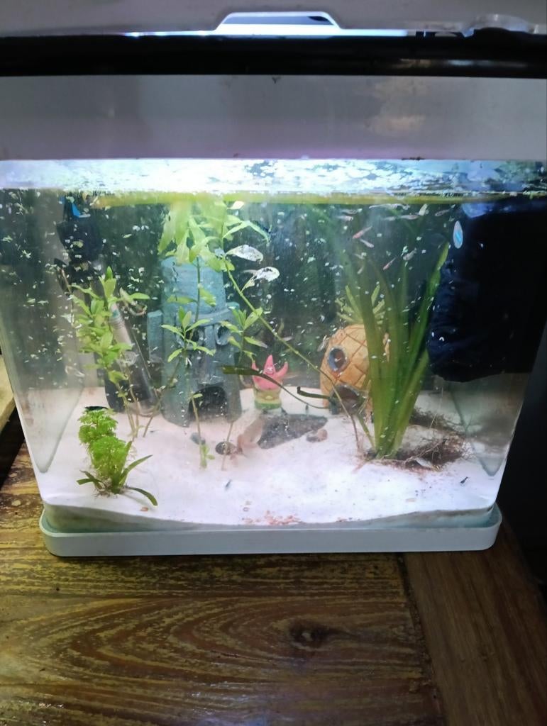 Aquarium, Dieren en Toebehoren, Vissen | Aquaria en Toebehoren, Ophalen of Verzenden, Gevuld zoetwateraquarium