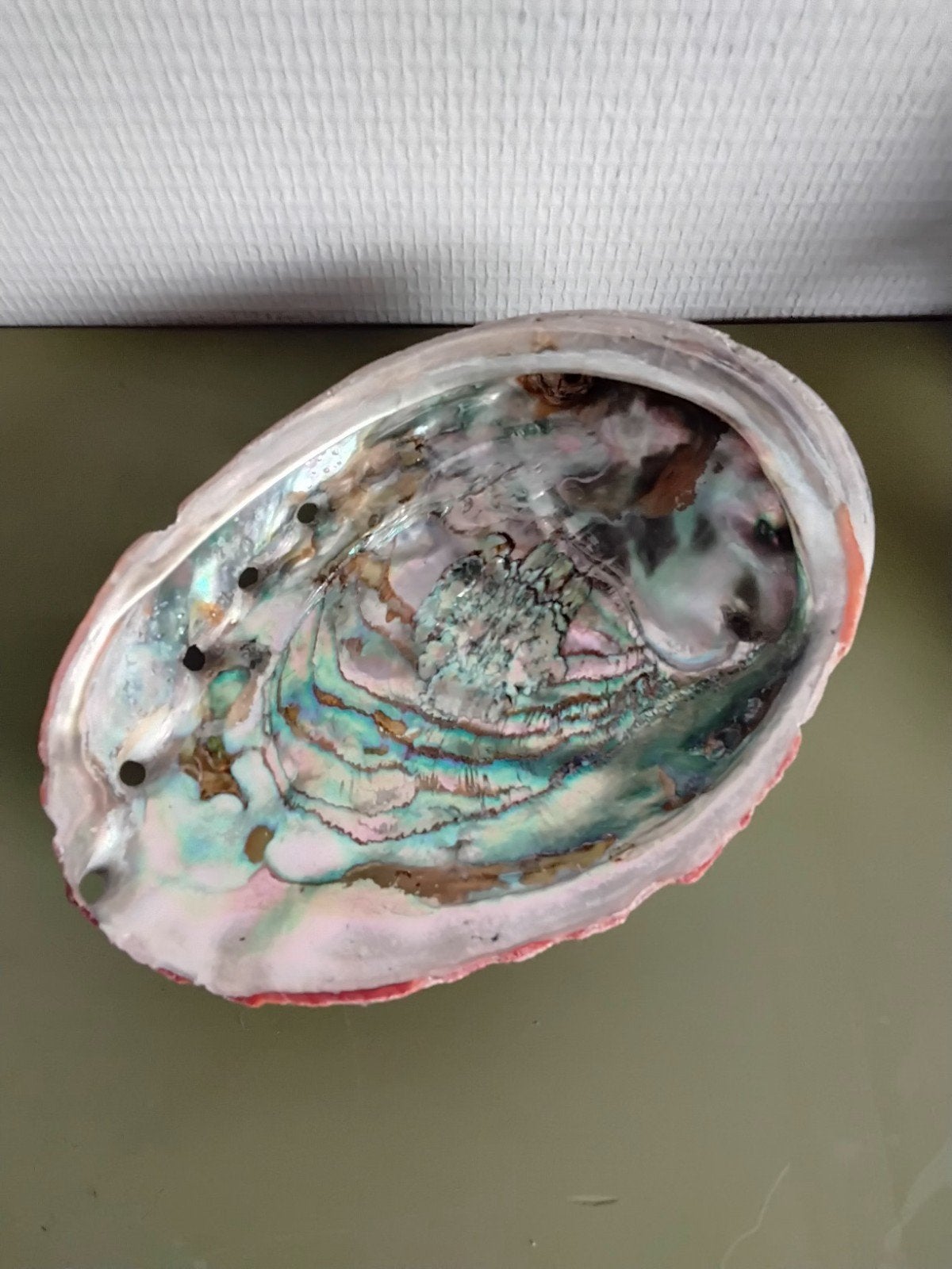 Grote Abalone schelp   20 x 14 cm, Ophalen of Verzenden, Schelp(en)