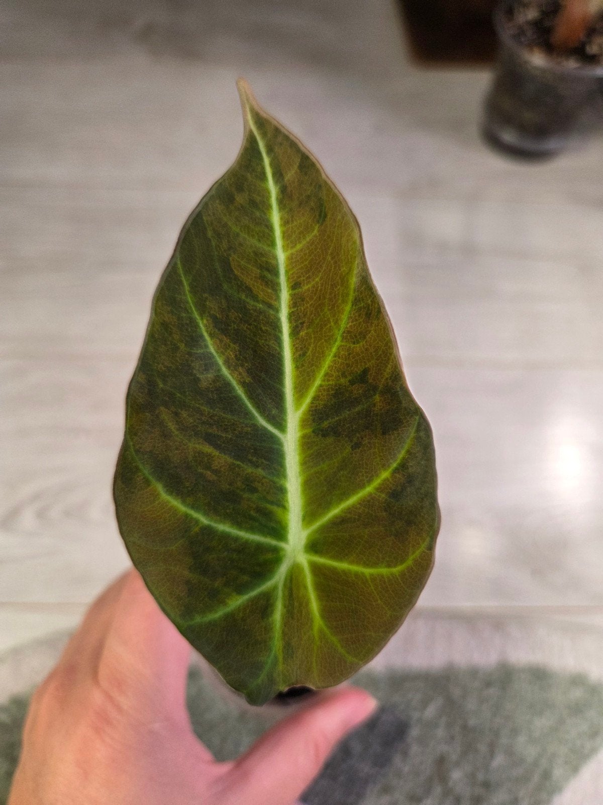 alocasia black velvet gold variegata, Huis en Inrichting, Ophalen of Verzenden, Halfschaduw, Minder dan 100 cm