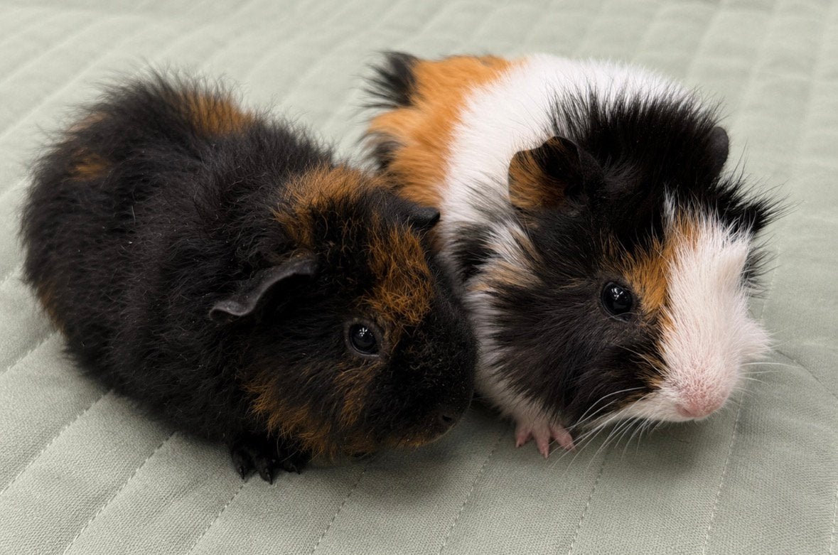Super knap cavia koppel ( met zorg gematcht), Dieren en Toebehoren, Knaagdieren, Cavia, April, Mannelijk, Tam