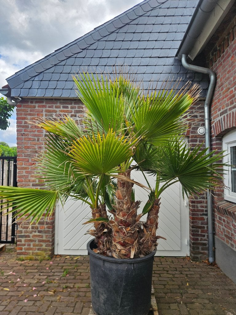 AANBIEDING Tot 25 % KORTING OP PALMEN, OLIJFBOMEN & PLANTEN, Tuin en Terras, Planten | Bomen, In pot, Halfschaduw, Ophalen of Verzenden