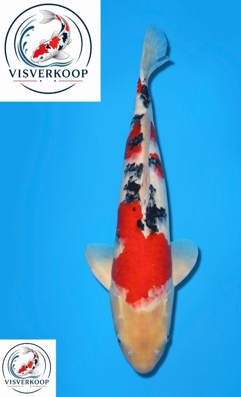 Koi Sanke., Karper of Koi