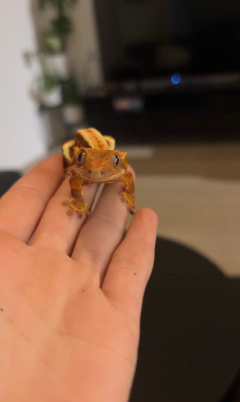 Wimper gekko Crested Gecko - female for sale from Van w