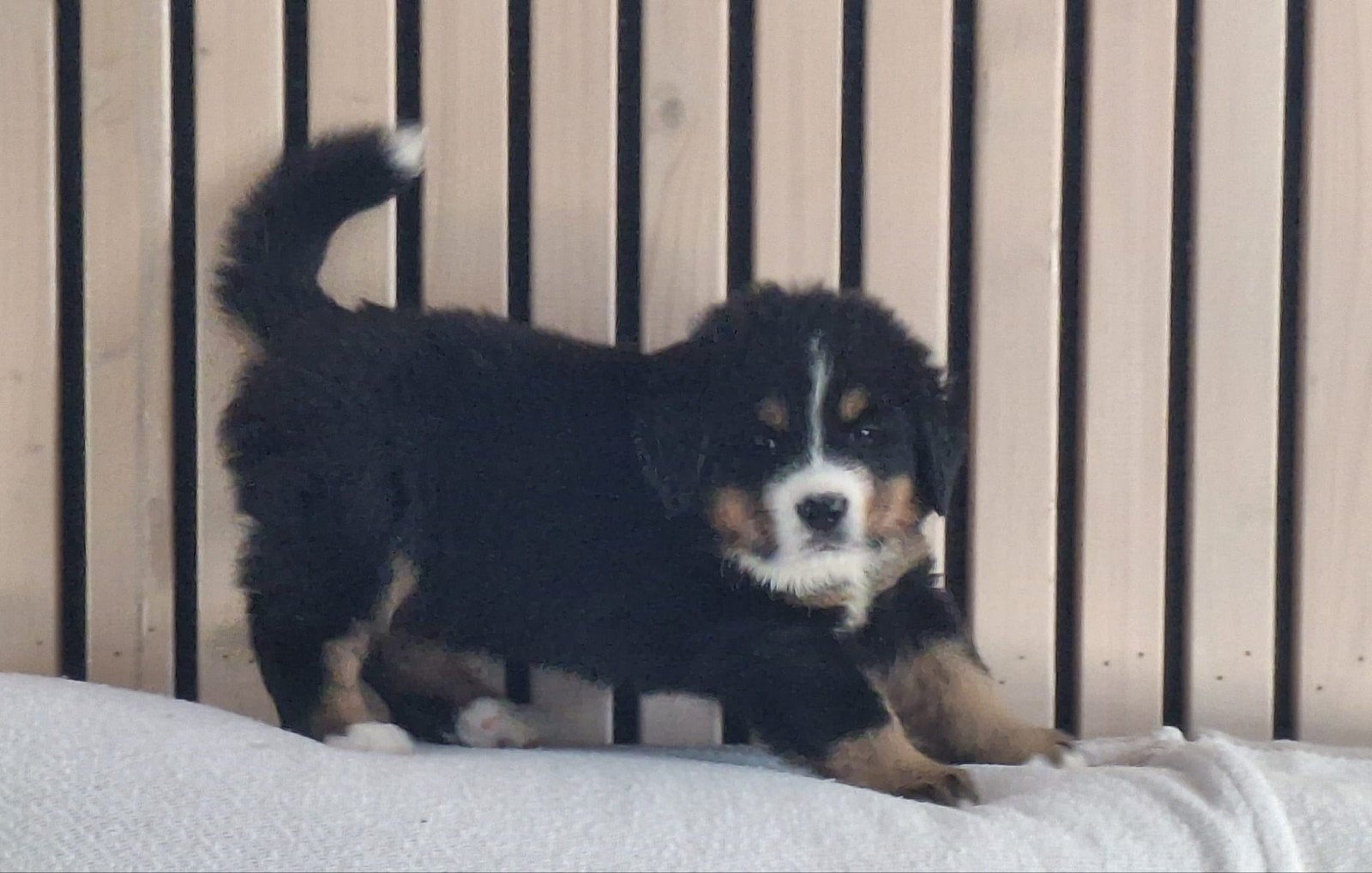 Boulab pups, Overige rassen, 8 tot 15 weken, Meerdere, Meerdere dieren
