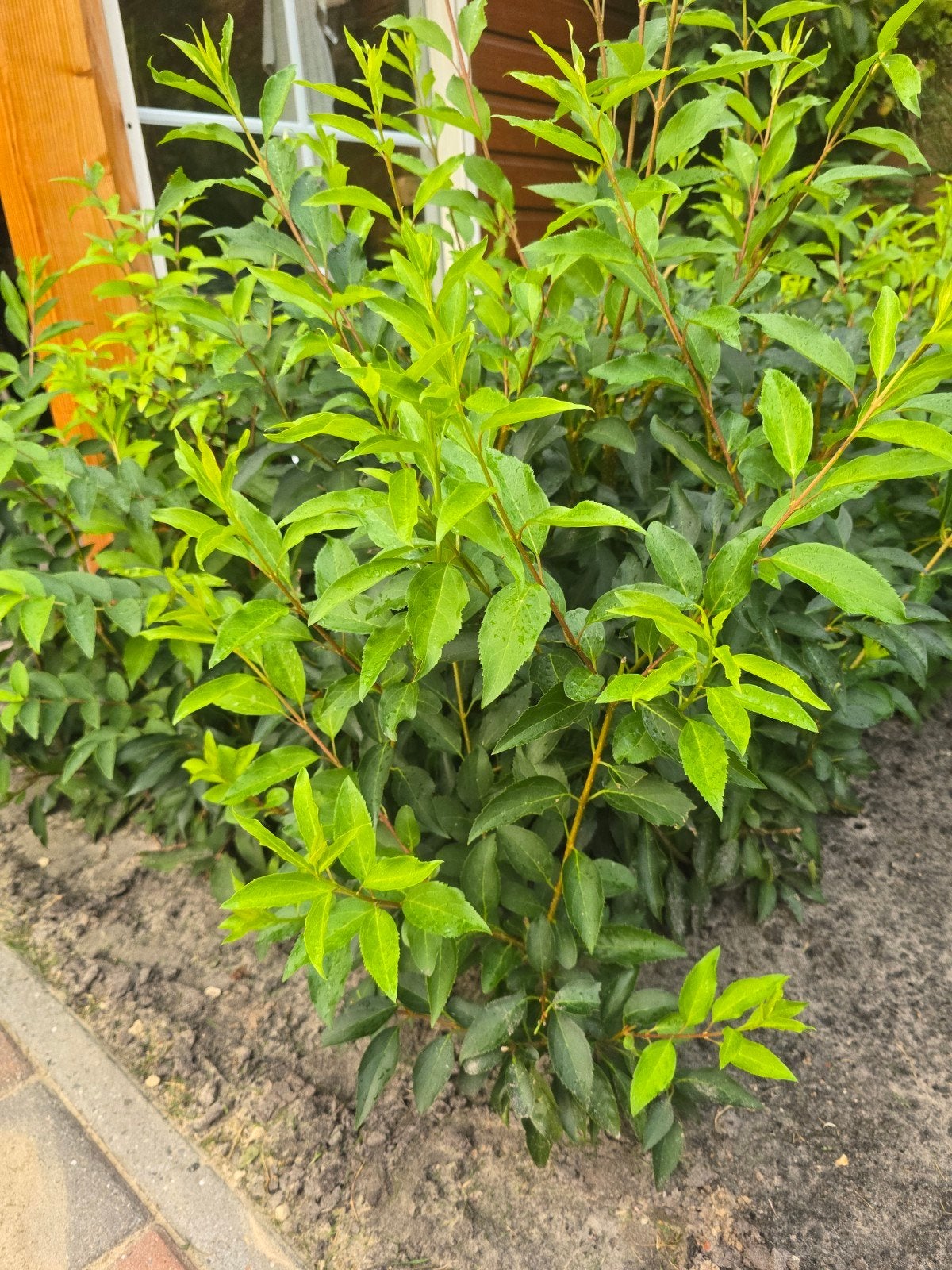 forsythia, Tuin en Terras, Volle zon, Vaste plant, Lente, Ophalen
