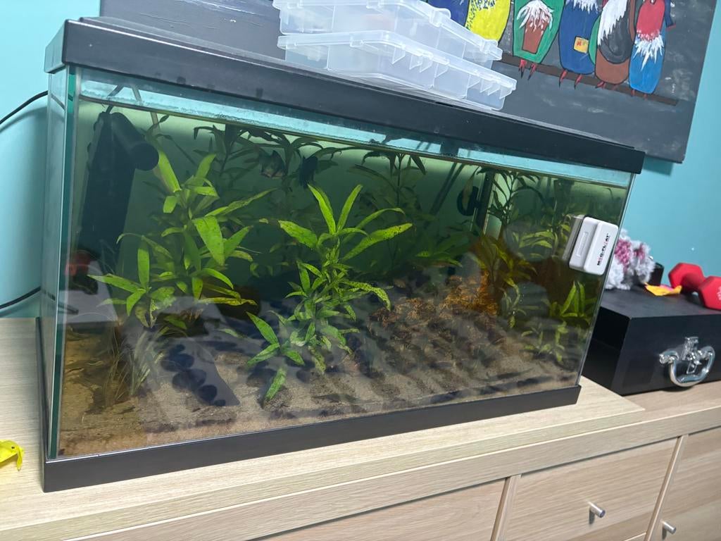 Aquarium met vissen mag voor heel weinig weg, Dieren en Toebehoren, Vissen | Aquaria en Toebehoren, Ophalen of Verzenden, Gebruikt