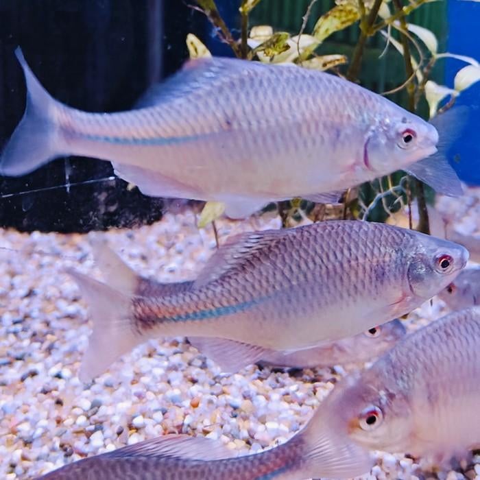 Rhodeus sinensis, Vis