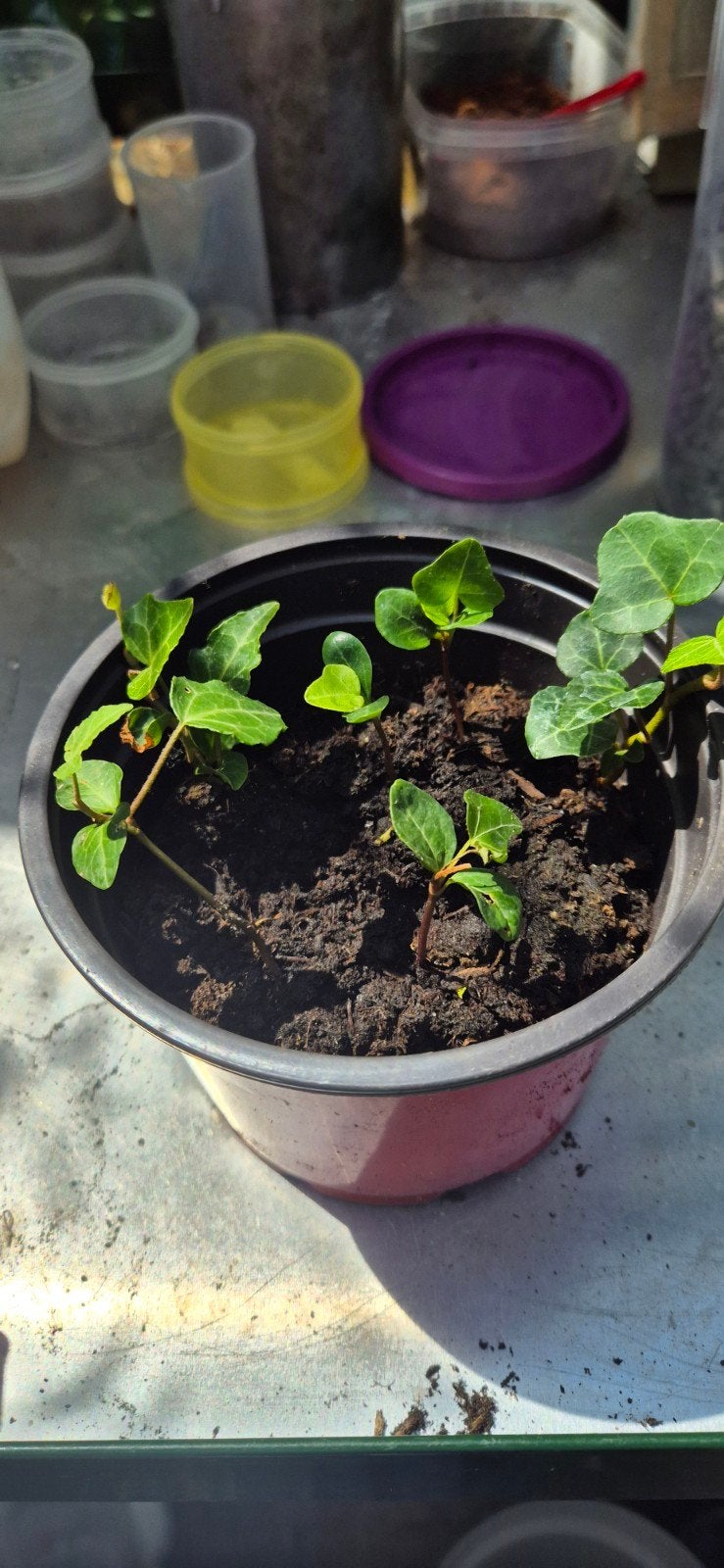 6 zaailingen heidera klimop wintergroen, Ophalen, Vaste plant, Halfschaduw, Klimplanten
