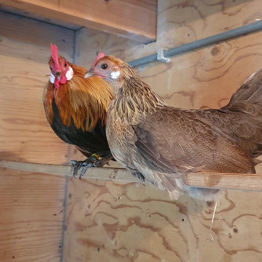 kippen, Meerdere dieren, Kip