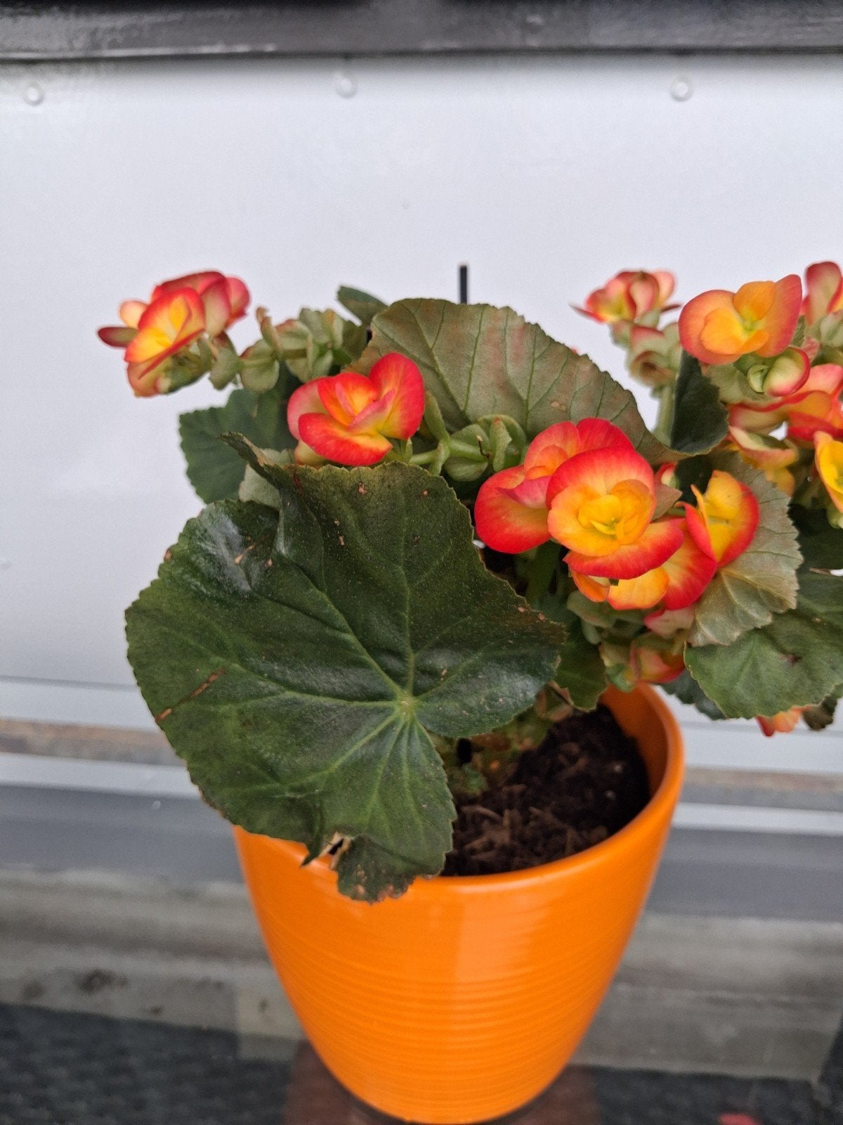 Begonia in oranje pot - kleurrijke bloeier, Kunststof, Minder dan 60 cm, Rond, Ophalen of Verzenden