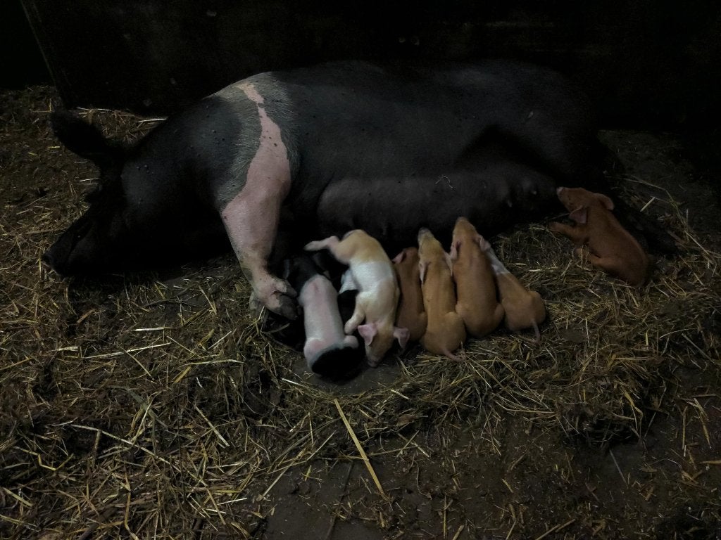 husumer biggen geboren 21-8 €.90,-, Dieren en Toebehoren, Meerdere dieren, Varken, 0 tot 2 jaar