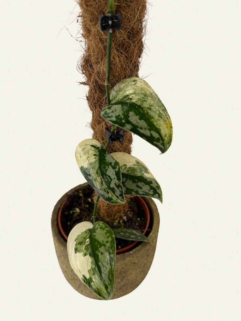 Scindapsus Mayari, Huis en Inrichting, Kamerplanten, Ophalen of Verzenden, Halfschaduw, Minder dan 100 cm