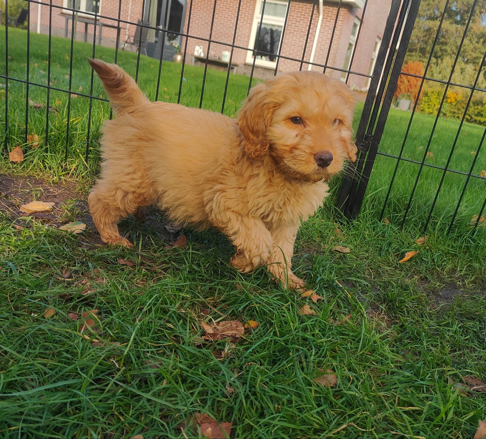Engelse Cocker x poedel pups (Cockapoo), Dieren en Toebehoren, Nederland, CDV (hondenziekte), 8 tot 15 weken, Meerdere