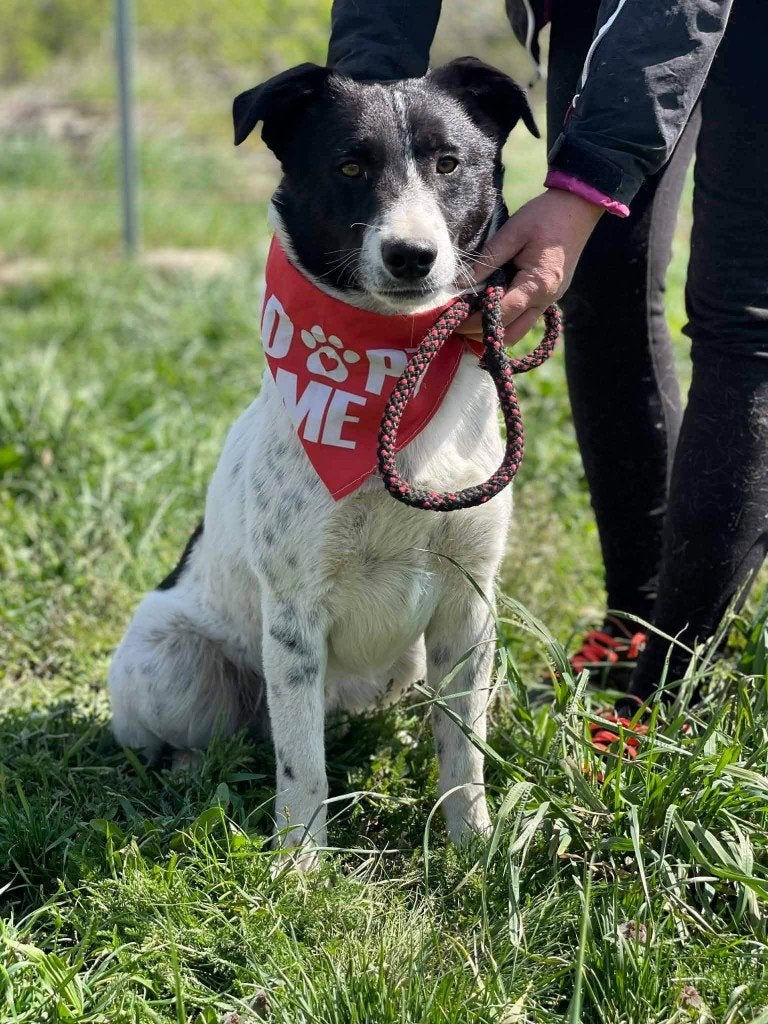DANCER, VROLIJKE, JONGE REU, MIDDELMAAT, Dieren en Toebehoren, Particulier, Reu, 1 tot 2 jaar, Buitenland