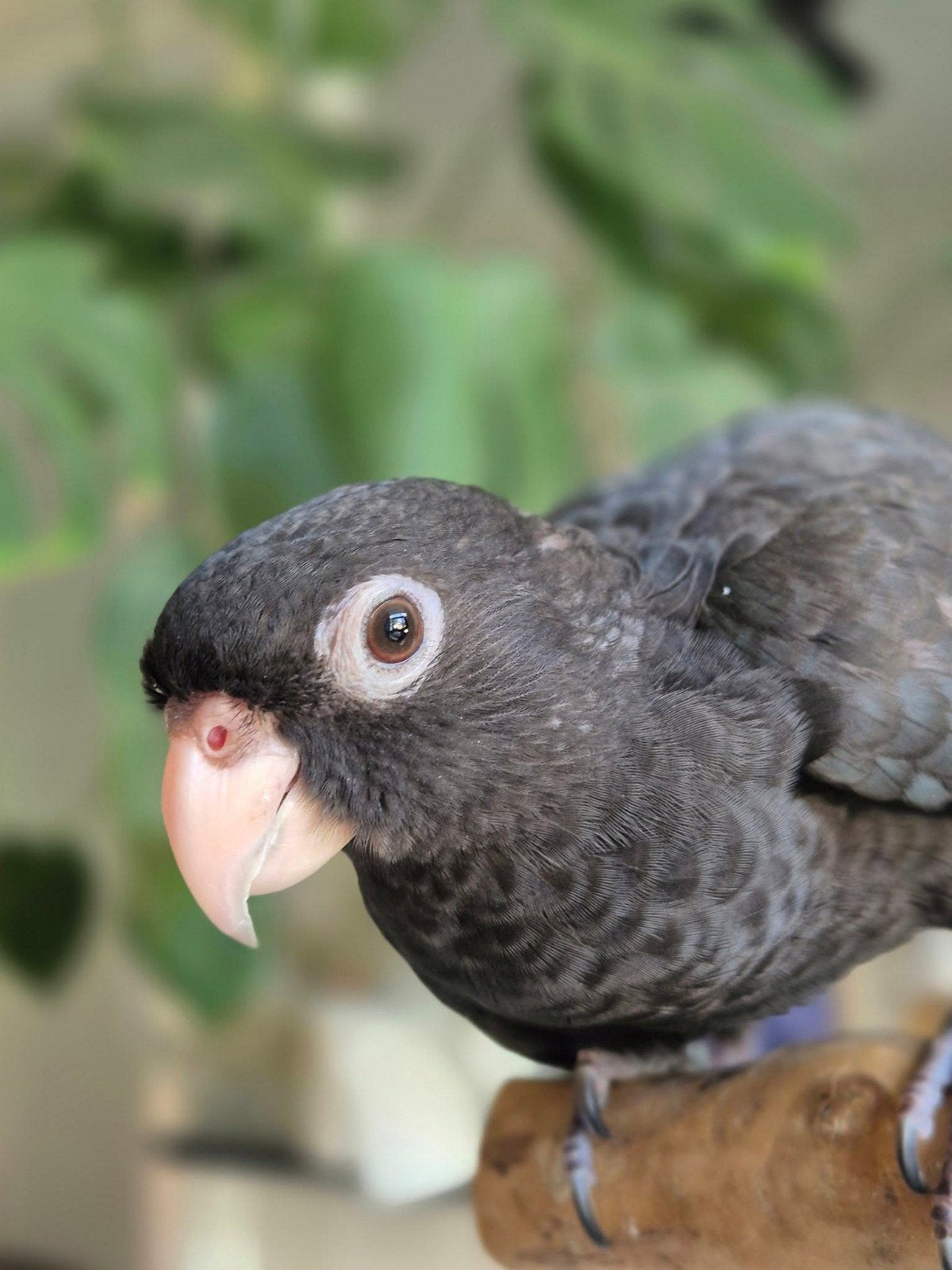 kleine vasa papegaai, Dieren en Toebehoren, Mannelijk, Papegaai, Geringd
