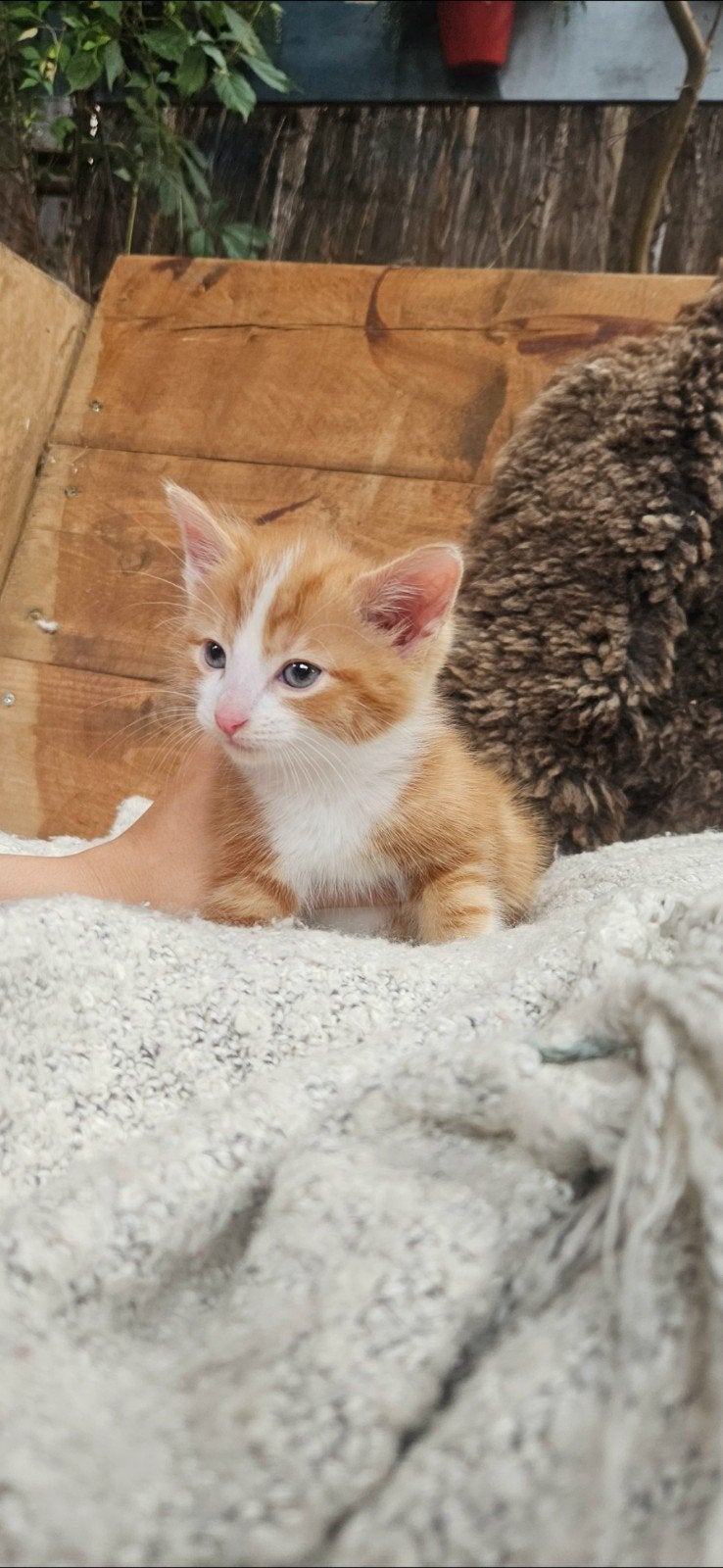 lieve schattige kittens tekoop MOGEN PER DIRECT WEG!!!, Poes