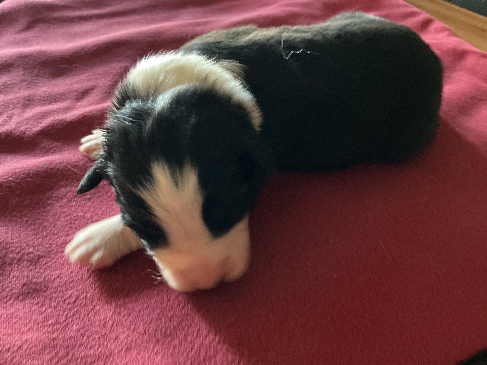 Bordercollie puppy’s, Dieren en Toebehoren, Honden | Herdershonden en Veedrijvers, België, Particulier, 8 tot 15 weken, Collie