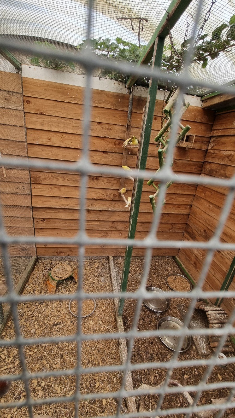 8 kanaries in 1 koop., Dieren en Toebehoren, Vogels | Kanaries, Meerdere dieren, Kleurkanarie