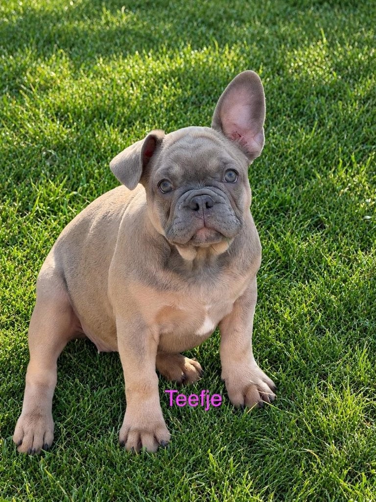 Franse Bulldog Puppy`s, 8 tot 15 weken, Bulldog, Meerdere, Meerdere dieren
