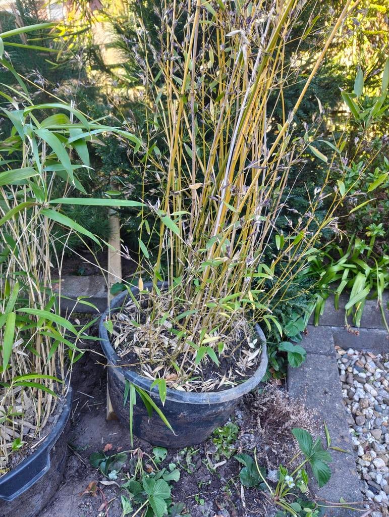 Gratis Bamboe in kuip 60 cm., Ophalen of Verzenden, Bloeit niet, Overige soorten, Halfschaduw
