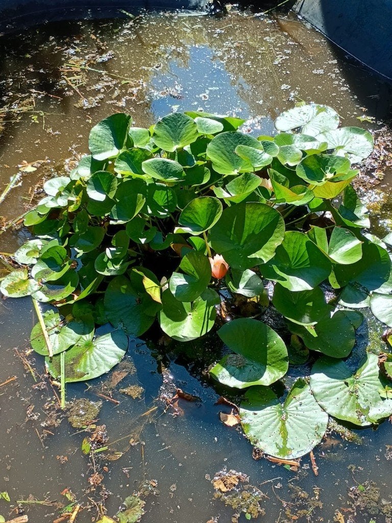 witte waterlelie, gratis af te halen, Tuin en Terras, Vijvers, Ophalen