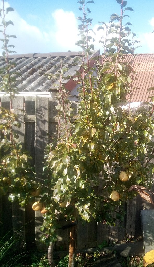 Perenboom, Tuin en Terras, Ophalen, 100 tot 250 cm, Perenboom, Lente