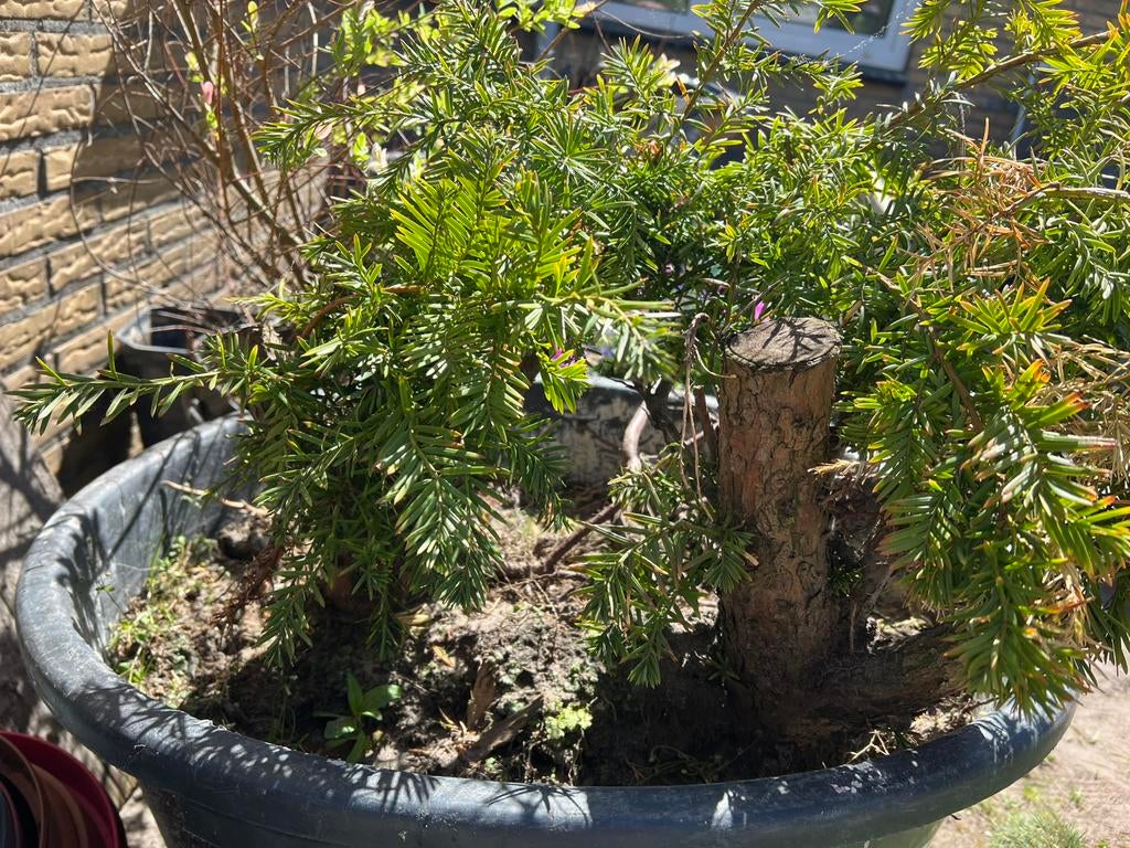 Gratis Taxus, Tuin en Terras, Planten | Tuinplanten, Ophalen, Bloeit niet, Overige soorten, Volle zon