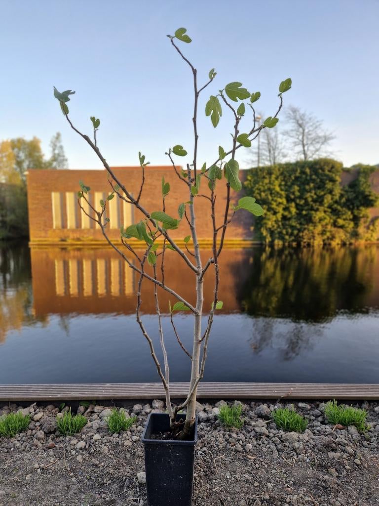 HEERLIJKE zoete luxe vijg vijgenboom (10+ jaar oud), Tuin en Terras, Planten | Tuinplanten, Ophalen, Volle zon, Vaste plant, Zomer