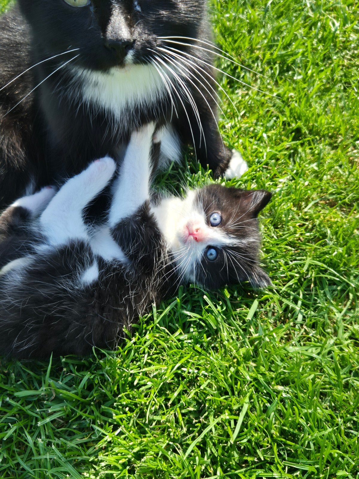 Prachtige jonge kittens, Dieren en Toebehoren, Katten en Kittens | Overige Katten, Meerdere dieren, Kortharig, 0 tot 2 jaar