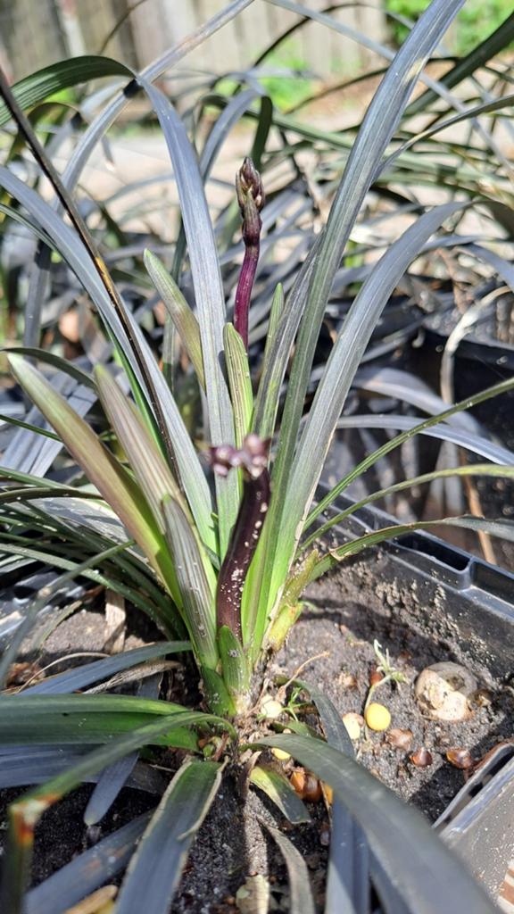 Slangenbaard siergras plantjes met kluit in pot 9 cm, Ophalen, Zomer, Siergrassen, Volle zon