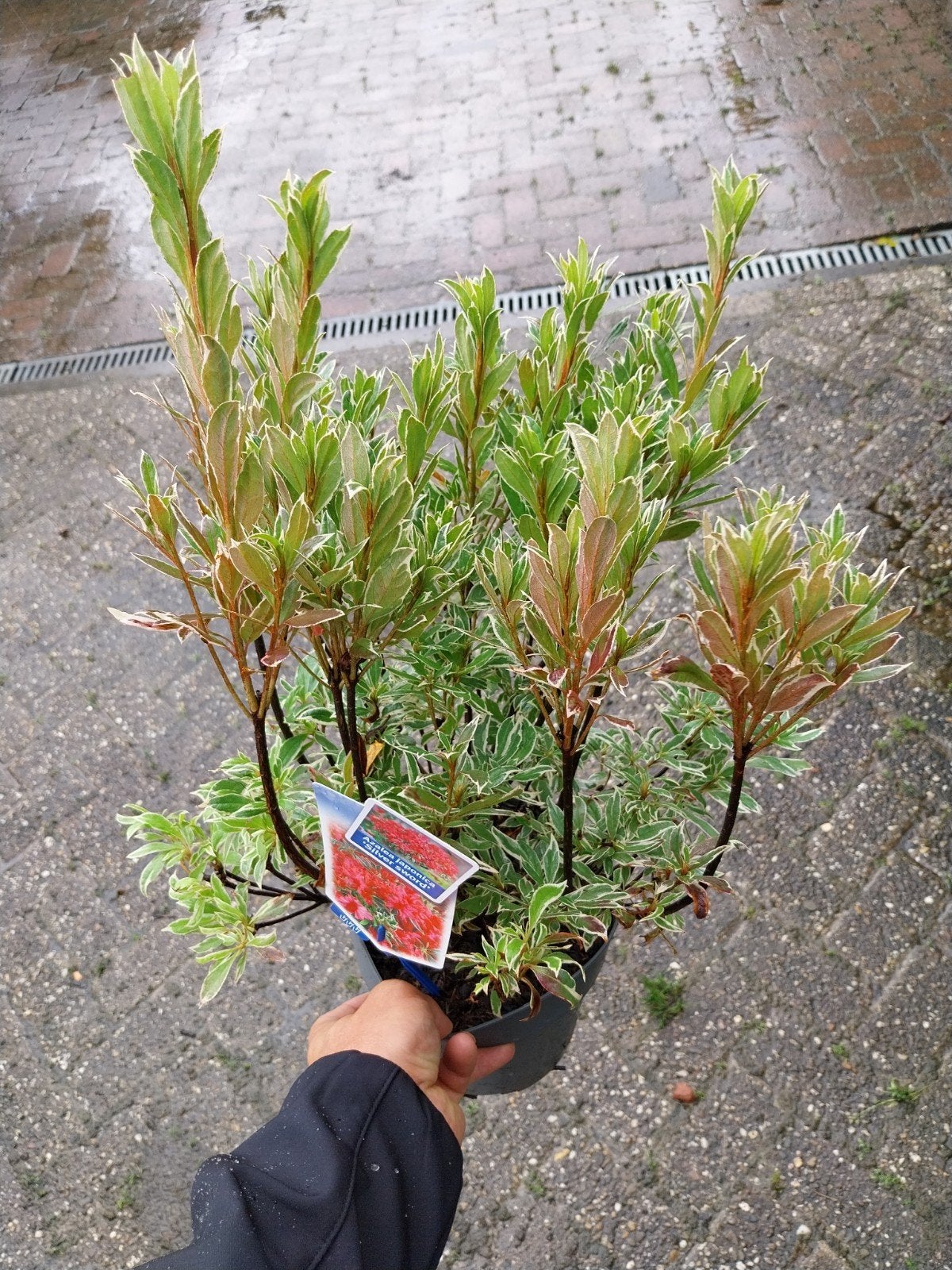 Azalea japonica 'Silver Sword' - Prachtige Azalea, Vaste plant, Halfschaduw, Lente, Ophalen