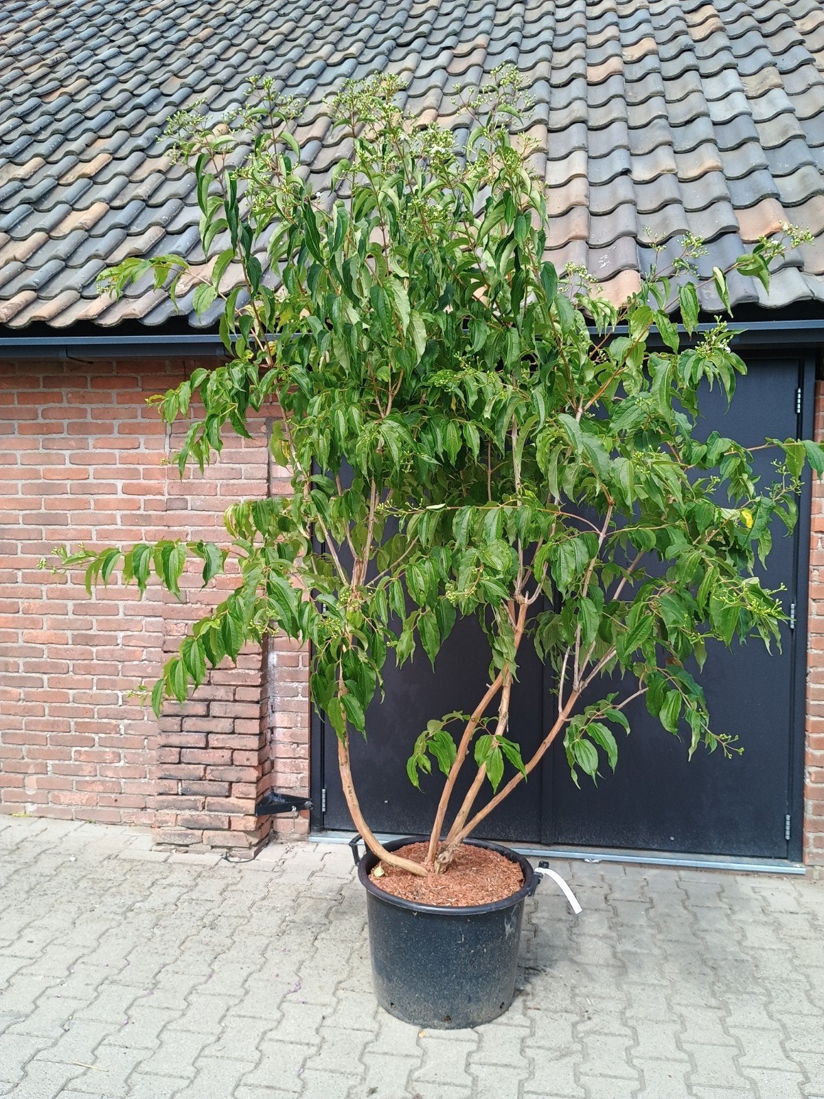 Heptacodium miconioides - Zevenzonenboom, Ophalen, Overige soorten, Struik, 250 cm of meer