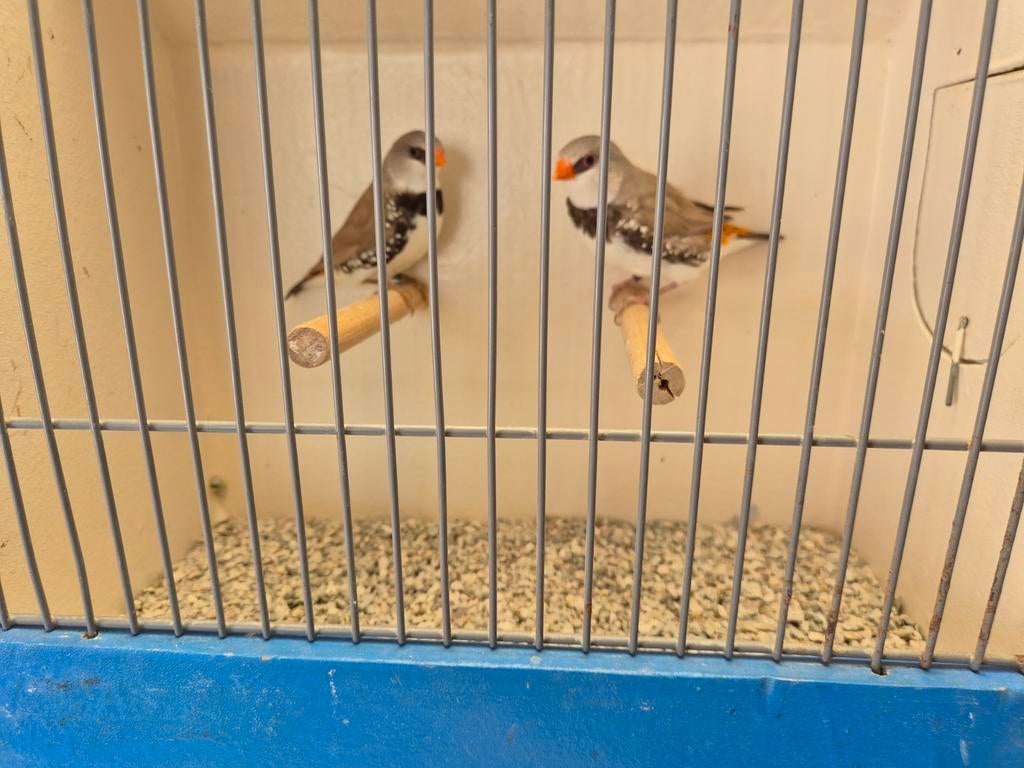 Koppel Diamantvinken, Geelsnavel Bruin!, Dieren en Toebehoren, Vogels | Overige Vogels, Meerdere dieren