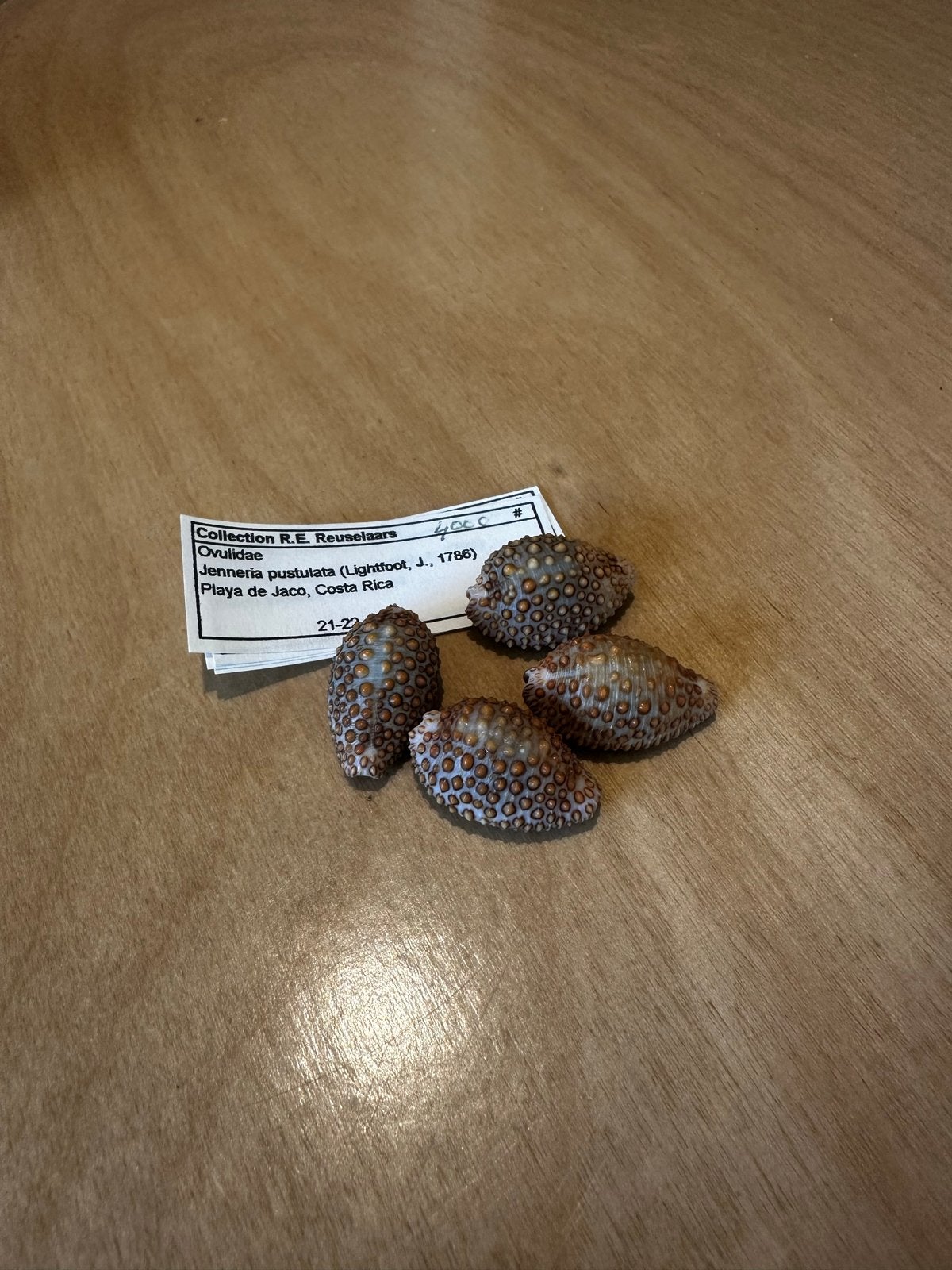 4 Jenneria pustulata schelpen 1,5-2 cm, Ophalen of Verzenden, Gebruikt