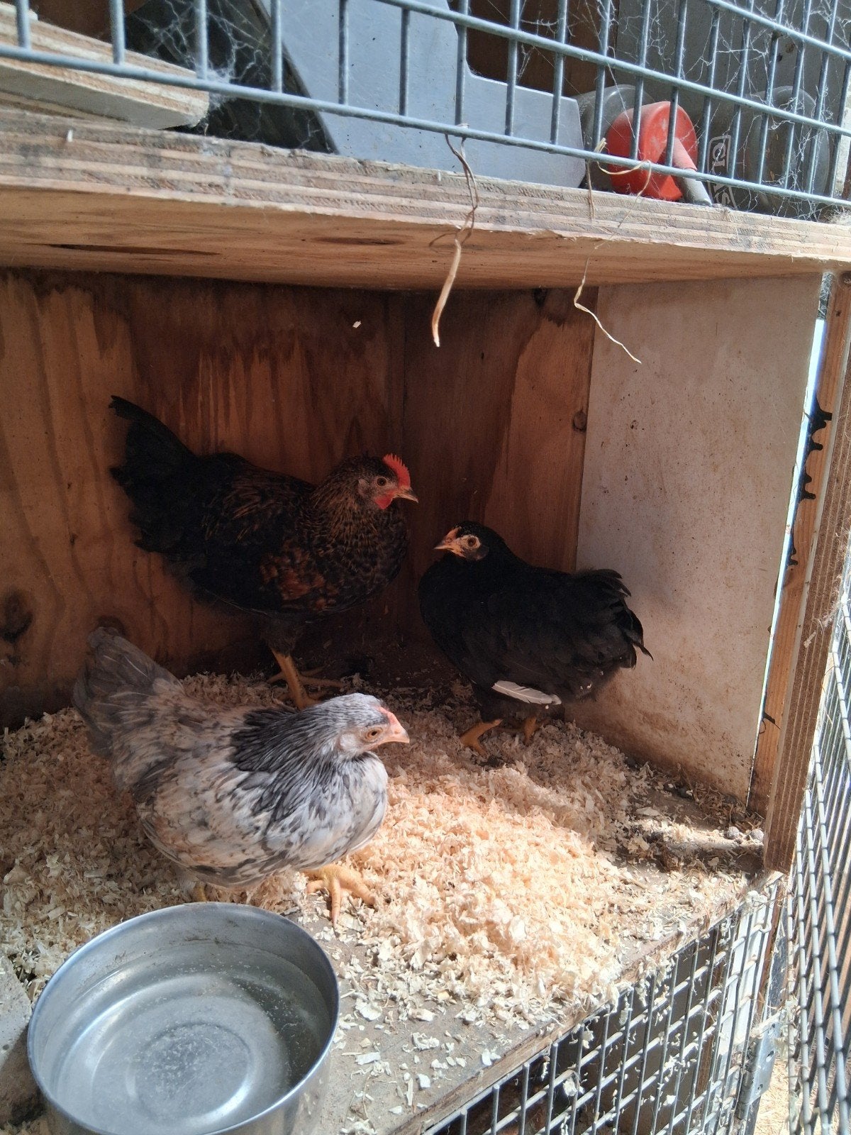 Trio kriel kippen, Dieren en Toebehoren, Pluimvee