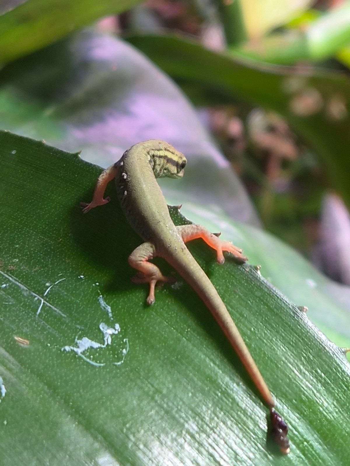 Williamsi met terrarium, Dieren en Toebehoren, Reptielen en Amfibieën, Met terrarium, 0 tot 2 jaar