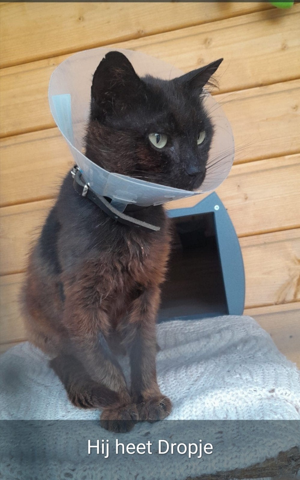 Gevraagd: medicijnen voor honden/katten, anti-vlooienmiddel, Ophalen