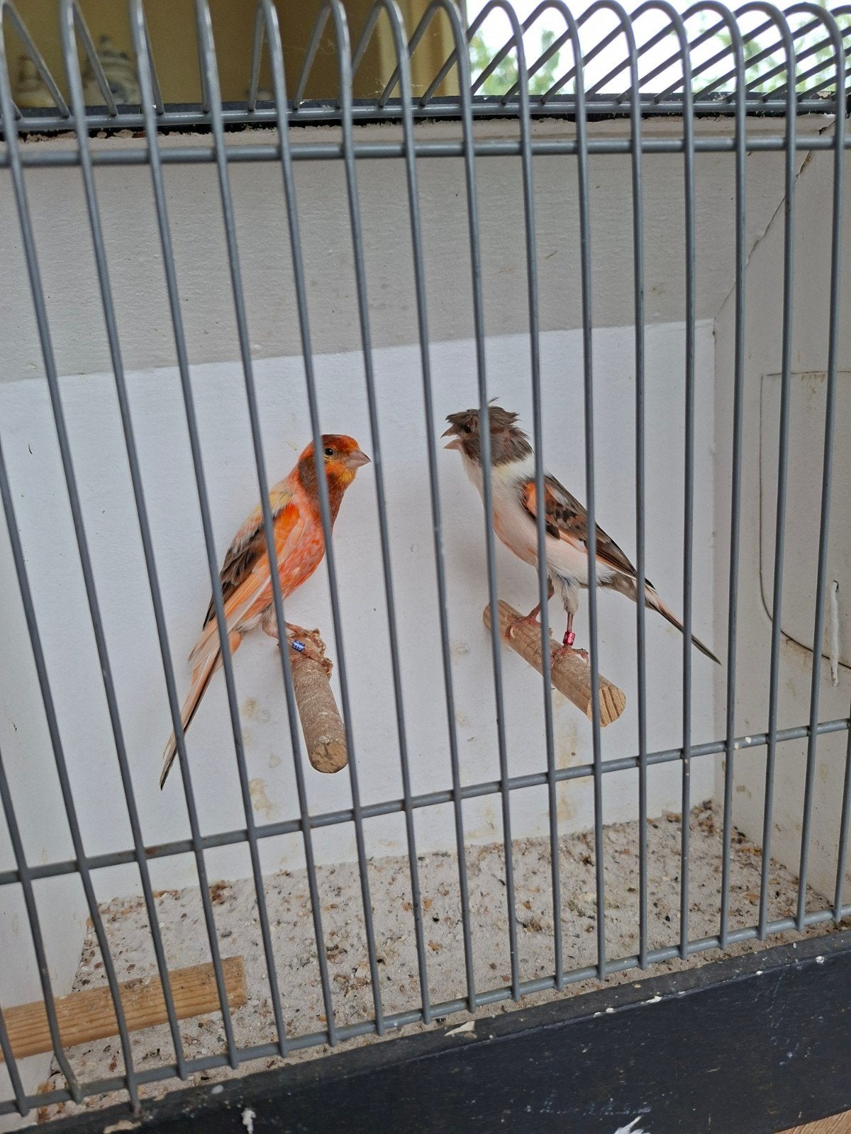 Mooi koppel kanaries, Dieren en Toebehoren, Vogels | Kanaries, Meerdere dieren, Kleurkanarie
