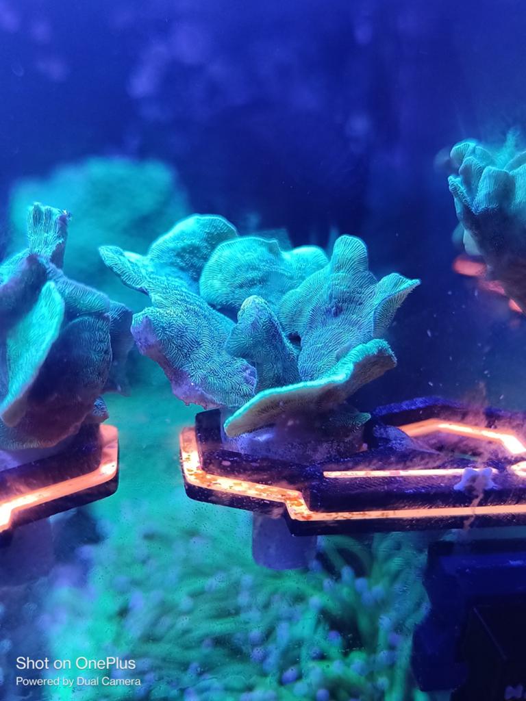 Pavona cactus stekken, Dieren en Toebehoren, Overige typen