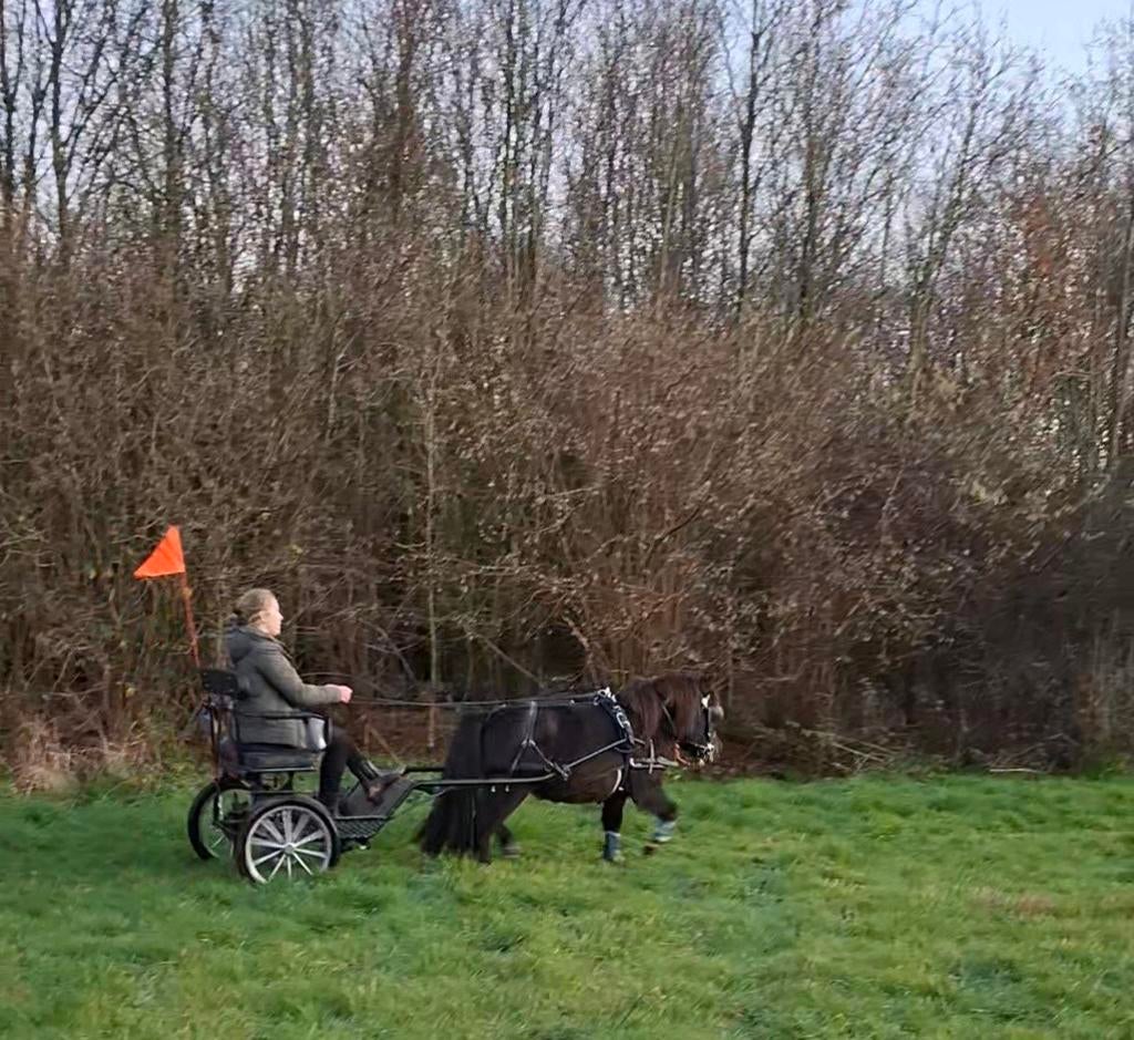 Shetlander gezocht voor sulky (ruil/verhuur), Ophalen of Verzenden, Overige soorten