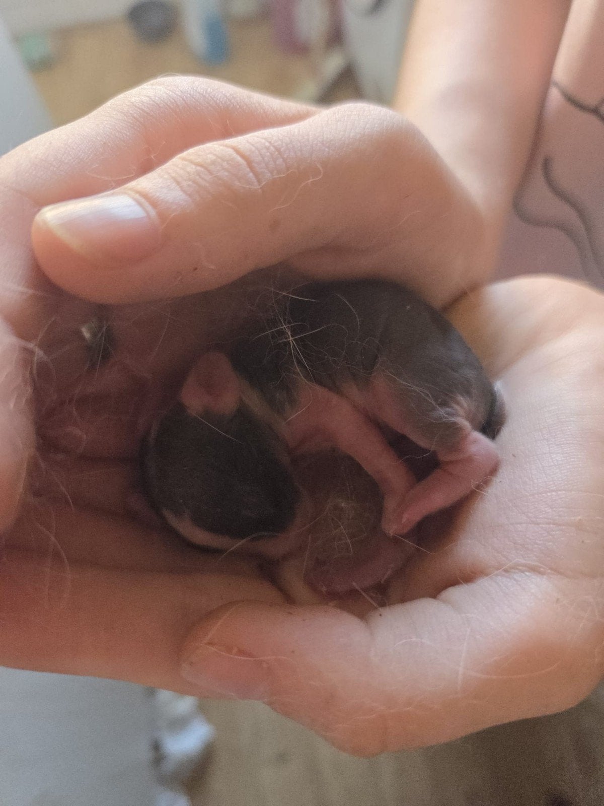 Gratis Babykonijnen, Dieren en Toebehoren, Konijnen, Geslacht onbekend, Middelgroot, 0 tot 2 jaar