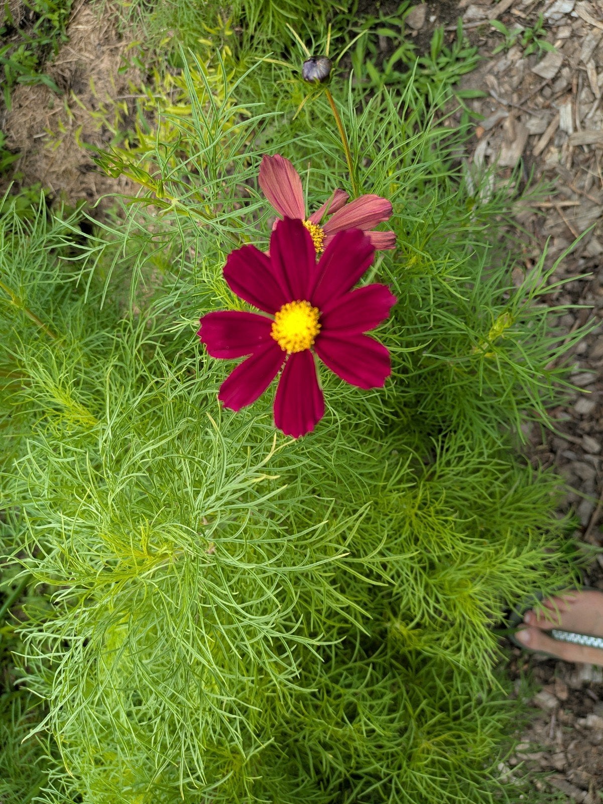 Cosmea, Ophalen, Overige soorten, Volle zon