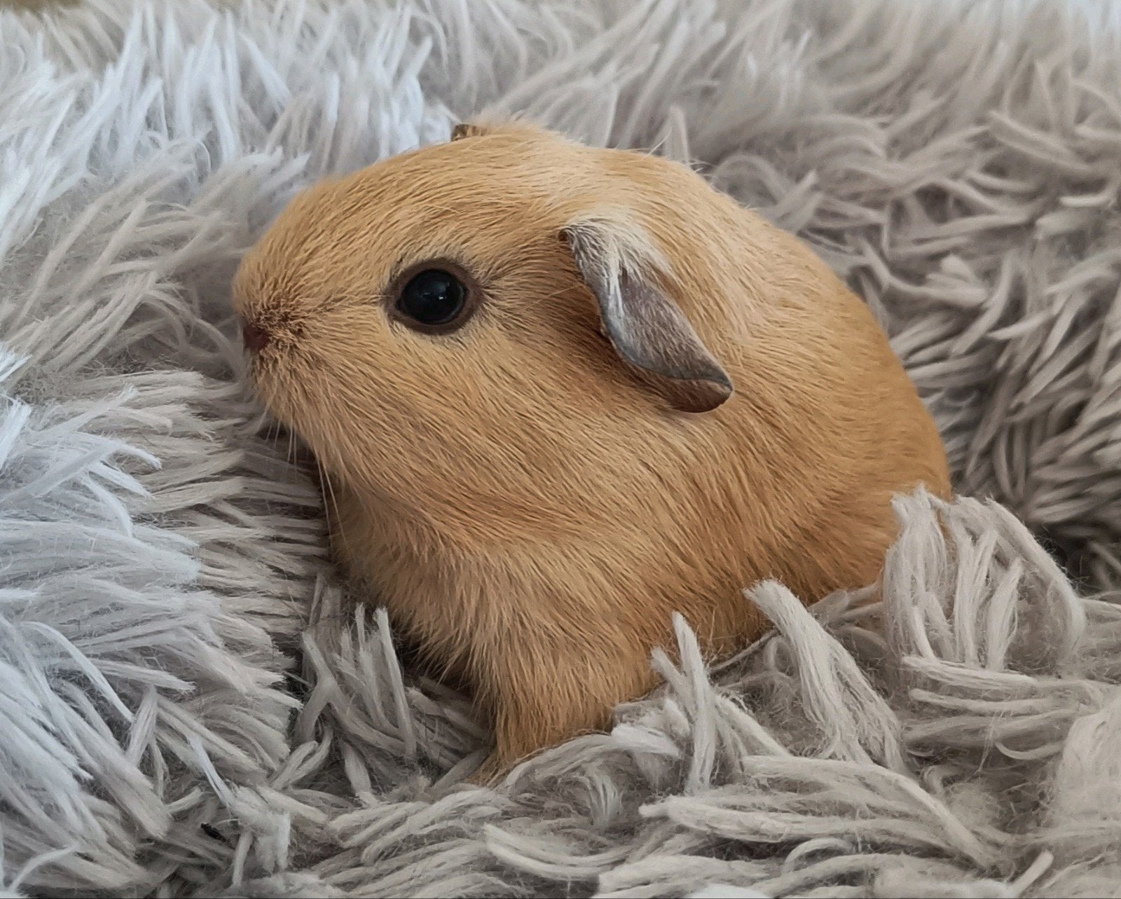 Crème cali choco baby beertje, Mei, Mannelijk, Cavia