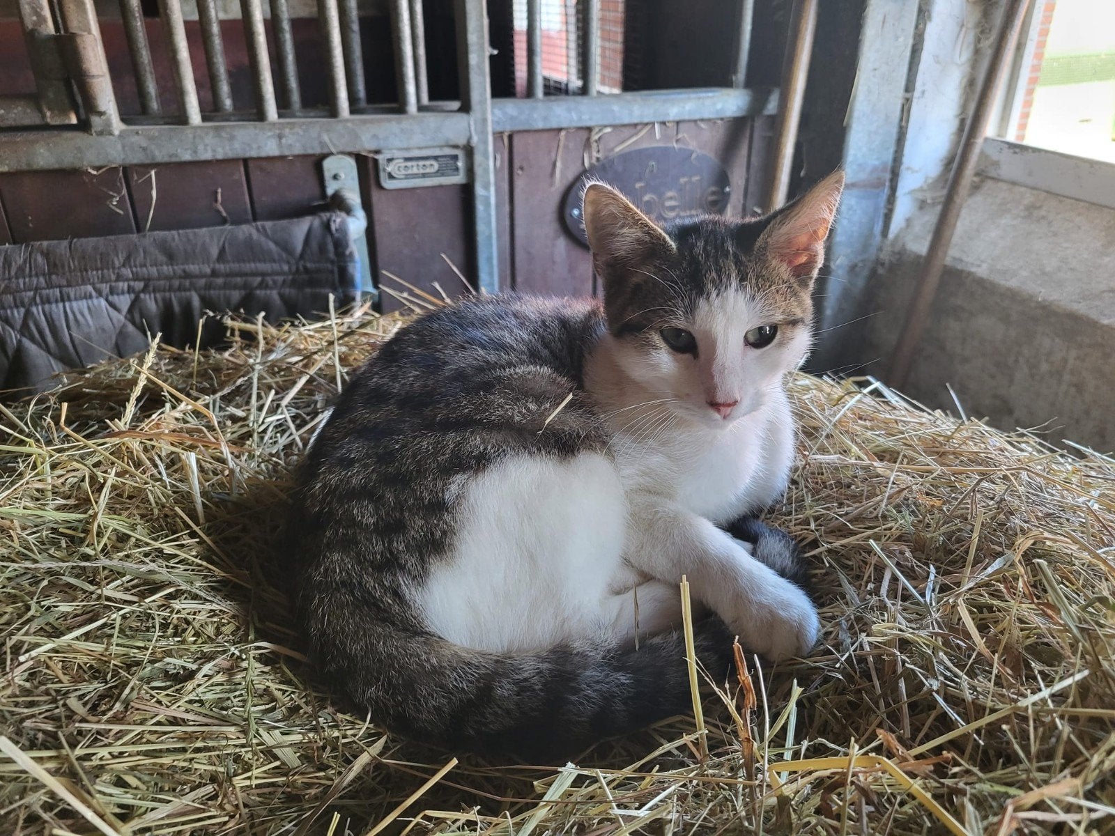 kitten mannetje, Dieren en Toebehoren