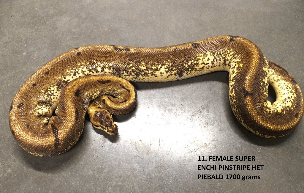 Koningspythons halwas en volwassen kweekdieren deel 1 Ball Python photo 11