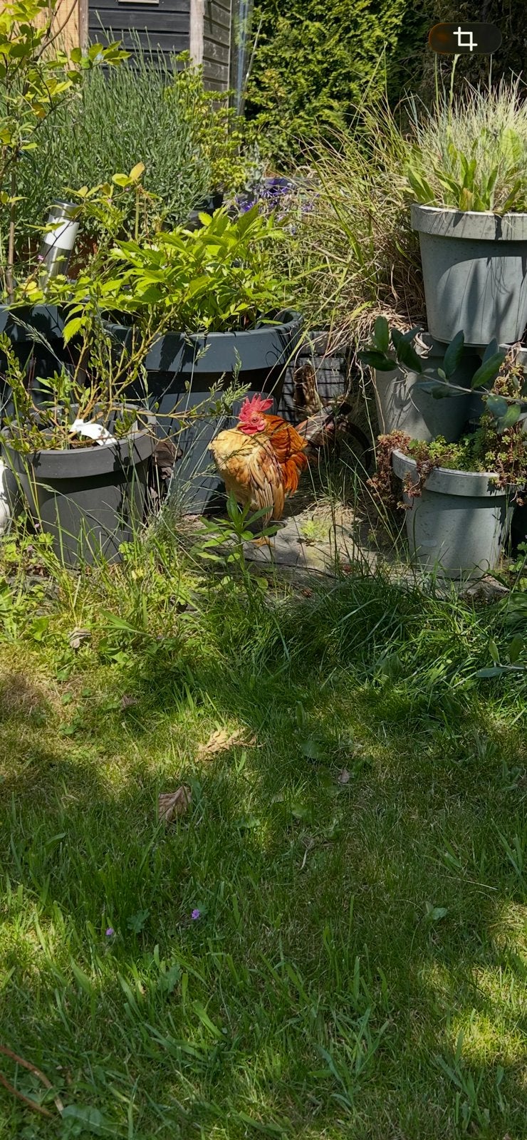 Gezocht Ayam Serama hennetjes, Dieren en Toebehoren, Pluimvee, Vrouwelijk, Kip