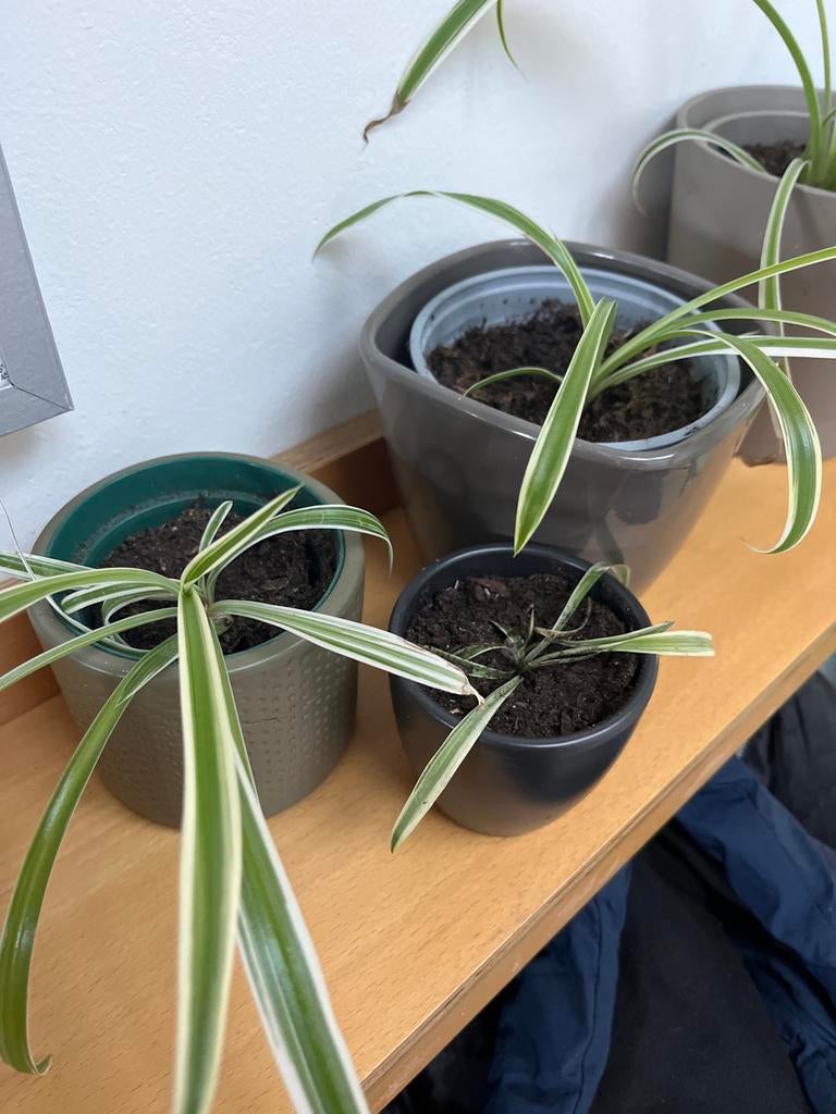 Stekjes graslelie, Ophalen, Overige soorten, Halfschaduw, In pot