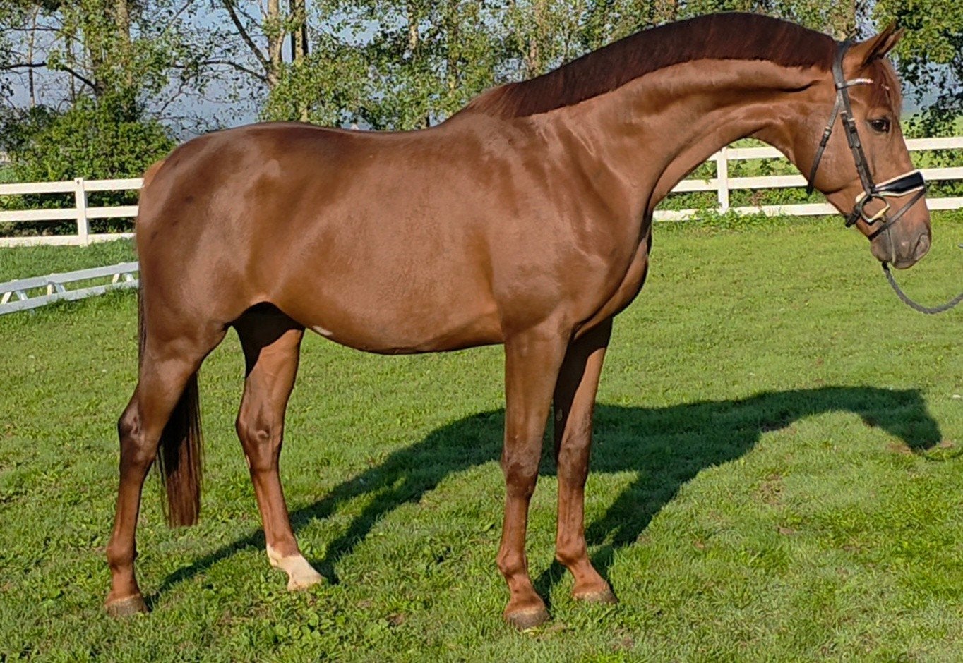 mega gave 3 jarige extreme us, Dieren en Toebehoren, Met stamboom, Dressuurpaard, 3 tot 6 jaar, 160 tot 165 cm