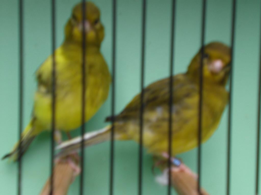 zangers, Dieren en Toebehoren, Vogels | Kanaries, Mannelijk, Zangkanarie